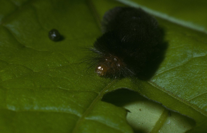 Figura 6. <i>Cosmosoma stibostictum</i>, (Erebidae) Cabeza Penúltimo estadio, en la planta <i>Mikania cordifolia</i> (Asteraceae). Sector San Cristóbal. Rio Blanco Abajo (elevación 655 metros), Colectada 19 abril 2010. (05-SRNP-104-DHJ88096.jpg).