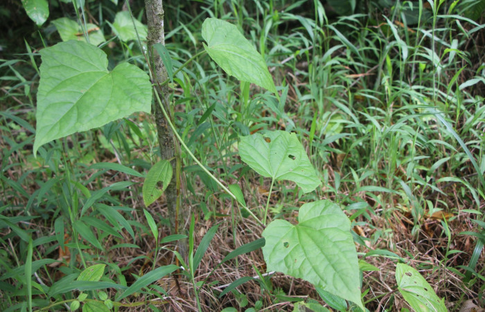 Figura 19. Bejuco <i>Mikania cordifolia</i>, (Asteraceae), de <i>Cosmosoma stibostictum</i>, (Erebidae). Foto, Ana Córdoba. Sendero Selva 19 de noviembre 2023.