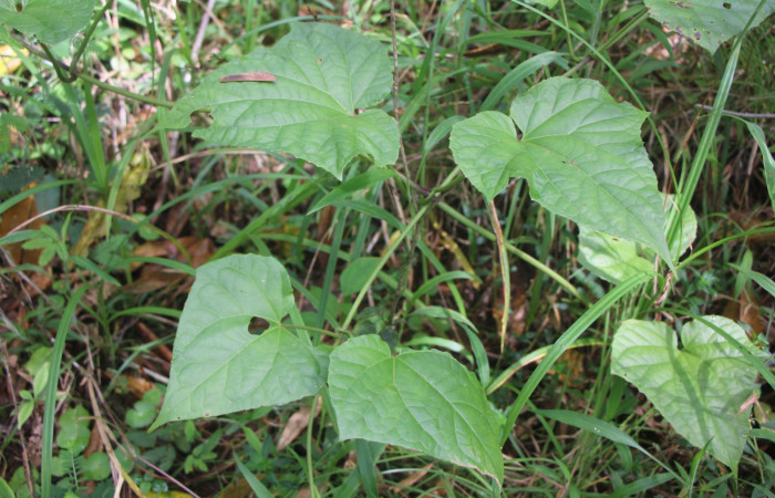Figura 20. Bejuco <i>Mikania cordifolia</i>, (Asteraceae), de <i>Cosmosoma stibostictum</i>, (Erebidae). Foto, Ana Córdoba. Sendero Selva 19 de noviembre 2023.