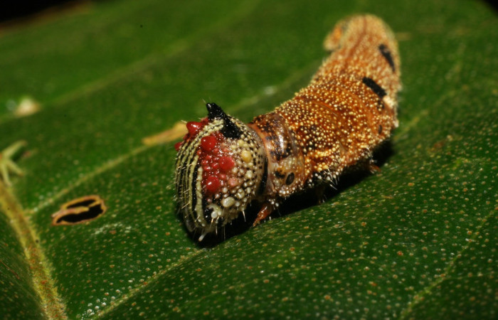 Figura 1. Larva <i>Memphis centralis</i> (Nymphalidae), color café con muchos puntos blancos, posición lateral cabeza tórax con protuberancias rojas y amarillentas que sobre salen, último estadio, mide 26 mm aproximadamente. Planta hospedera <i>Croton schiedeanus</i> (Euphorbiaceae). Voucher: 06-SRNP-2960-DHJ410430.jpg.