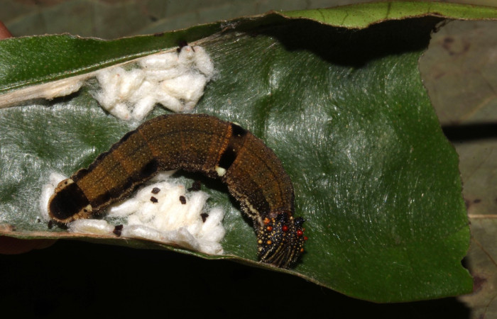 Figura 10. Capullo color blanco de parásito(Braconidae),  restos del cuerpo de la larva, <i>Memphis atarcaena</i>Voucher: 17-SRNP-31300-DHJ736913.jpg.  