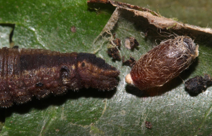 Figura 11. Capullo color café de parásito (Braconidae), restos del cuerpo de la larva <i>Memphis atarcaena</i> Voucher: 20-SRNP-30206-DHJ776187.