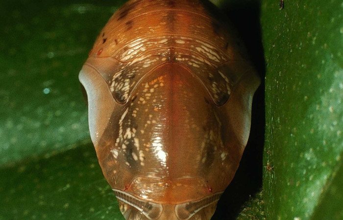 Figura 12. Pupa <i>Memphis centralis</i> (Nymphalidae), color café claro, posición dorsal tórax, cuarto estadio, mide 14 mm aproximadamente. 01-SRNP-2308-DHJ62676.jpg.
