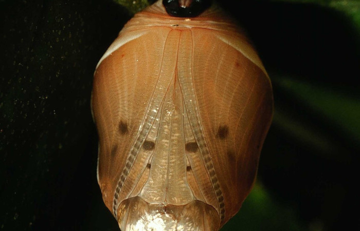 Figura 13. Pupa <i>Memphis centralis</i> (Nymphalidae), color café claro, posición ventral, cuarto estadio, mide 14 mm aproximadamente.01-SRNP-2308-DHJ62677.jpg.