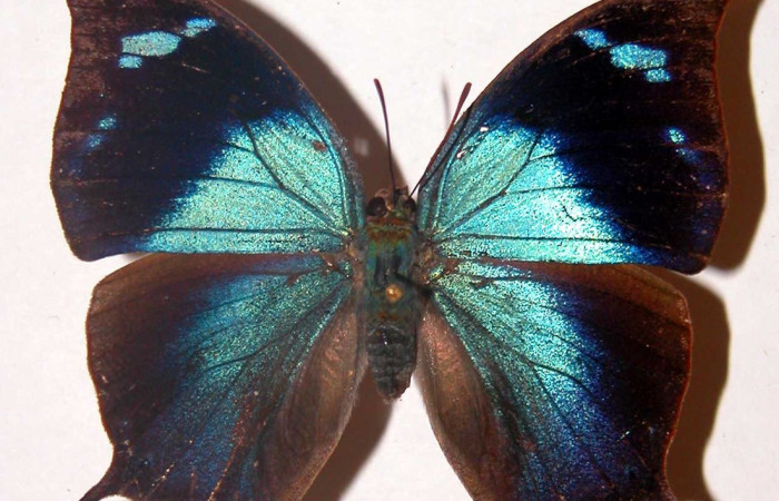 Figura 14. Adulto <i>Memphis centralis</i> (Nymphalidae), vista dorsal mide 53 mm aproximadamente. Voucher: 00-SRNP-22312-DHJ33794.