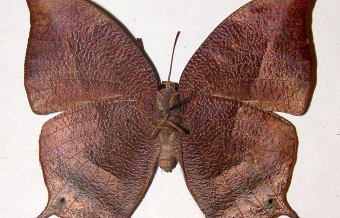 Figura 15. Adulto <i>Memphis centralis</i> (Nymphalidae), vista ventral mide 53 mm aproximadamente. Voucher: 00-SRNP-22312-DHJ33795.