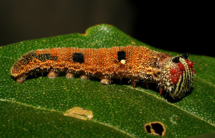 Figura 16. Larva <i>Memphis centralis</i> (Nymphalidae), posición lateral entero color café con dos manchas negras que sobresalen en su cuerpo y cabeza con protuberancias amarillas y rojas, último estadio, mide 35 mm aproximadamente. Planta hospedera <i>Croton schiedeanus</i> (Euphorbiaceae). Voucher: 06-SRNP-2960-DHJ410423.jpg.