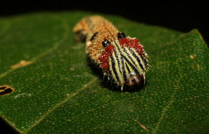Figura 17. Larva <i>Memphis centralis</i> (Nymphalidae), posición frontal con líneas amarillas y negras, a sus lados protuberancias rojas último estadio, mide 35 mm aproximadamente. Planta hospedera <i>Croton schiedeanus</i> (Euphorbiaceae). Voucher: 06-SRNP-2960-DHJ410429.jpg.