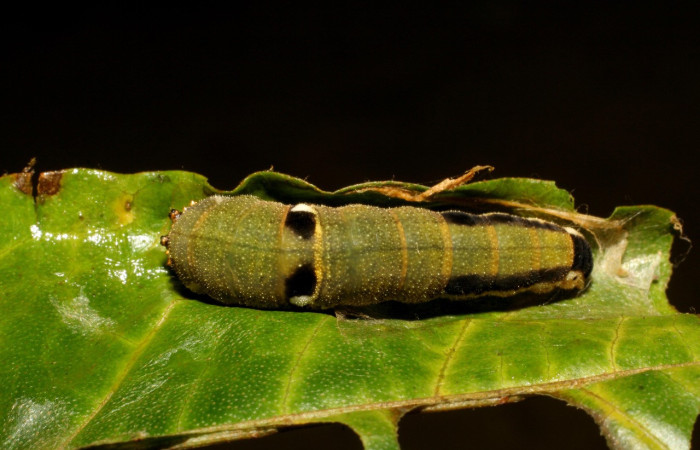 Figura 18. Larva <i>Memphis artacaena</i> (Nymphalidae), color verde amarilento, posición dorsal, último estadio, mide 33 mm aproximadamente. Planta hospedera <i>Croton schiedeanus</i> (Euphorbiaceae). Voucher: 06-SRNP-40905-DHJ414131.jpg.