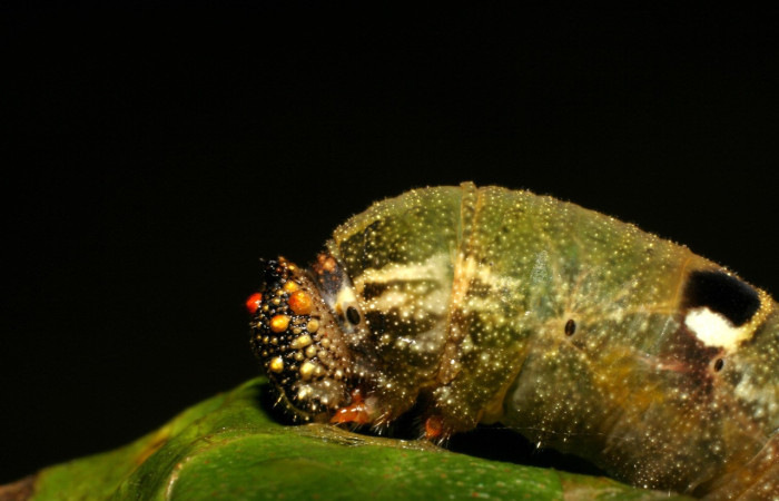 Figura 19. Larva <i>Memphis artacaena</i> (Nymphalidae), color verde amarilento, posición lateral, último estadio, mide 33 mm aproximadamente. Planta hospedera <i>Croton schiedeanus</i> (Euphorbiaceae). Voucher: 06-SRNP-40905-DHJ414128.jpg.