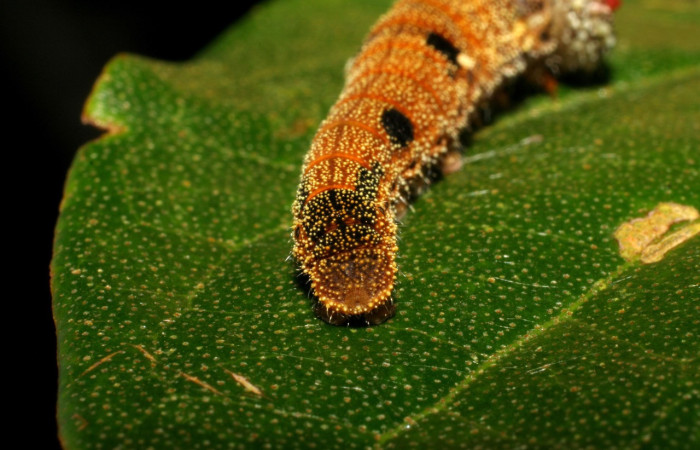 Figura 2. Larva <i>Memphis centralis</i> (Nymphalidae), posición trasera color café con muchos puntos blancos, posición trasera, último estadio, mide 26 mm aproximadamente. Planta hospedera <i>Croton schiedeanus</i> (Euphorbiaceae). Voucher: 06-SRNP-2960-DHJ410425.jpg.