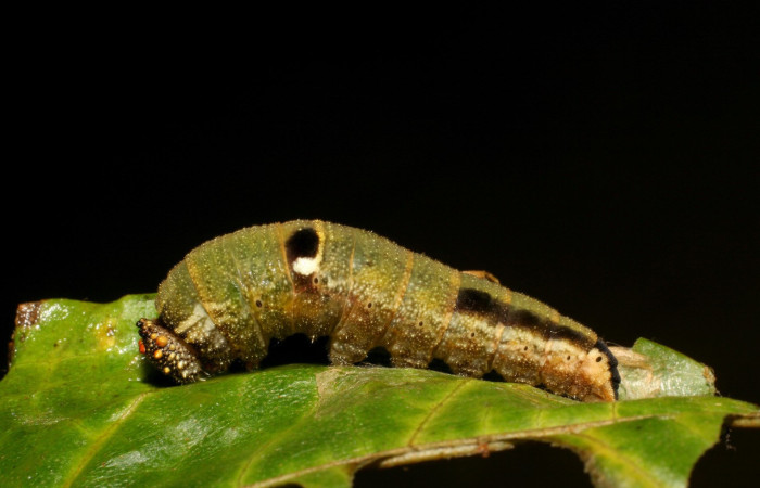 Figura 20. Larva <i>Memphis artacaena</i> (Nymphalidae), color verde amarilento, posición lateral, último estadio, mide 33 mm aproximadamente. Planta hospedera <i>Croton schiedeanus</i> (Euphorbiaceae). Voucher: 06-SRNP-40905-DHJ414132.jpg.