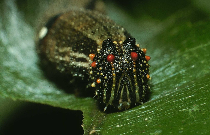 Figura 21. Larva <i>Memphis artacaena</i> (Nymphalidae), posición frontal con líneas blancas, a sus lados protuberancias rojas y naranjas, último estadio, mide 32 mm aproximadamente. Planta hospedera <i>Croton schiedeanus</i> (Euphorbiaceae). Voucher: 03-SRNP-9178-DHJ78170.jpg.