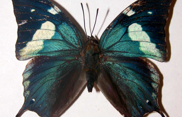 Figura 22. Adulto <i>Memphis artacaena</i> (Nymphalidae), vista dorsal, mide 50 mm aproximadamente. Voucher: 00-SRNP-1405-DHJ38524.