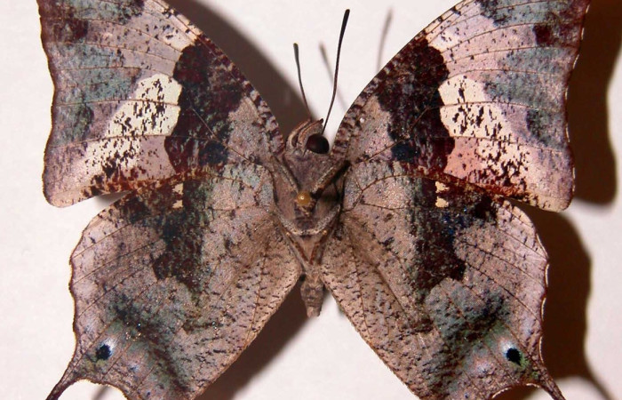 Figura 23. Adulto <i>Memphis artacaena</i> (Nymphalidae), vista ventral, mide 50 mm aproximadamente. Voucher: 00-SRNP-1405-DHJ38525.