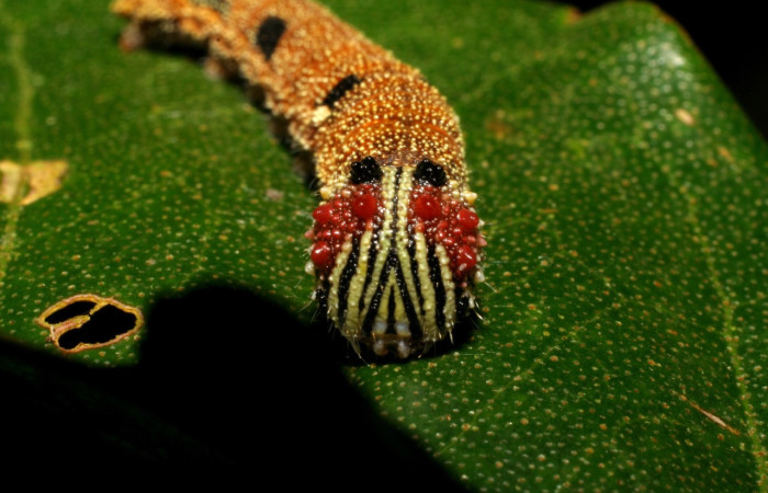 Figura 3. Larva <i>Memphis centralis</i> (Nymphalidae), posición frontal con líneas amarillas y negras, a sus lados protuberancias rojas, último estadio, mide 26 mm aproximadamente. Planta hospedera <i>Croton schiedeanus</i> (Euphorbiaceae). Voucher: 06-SRNP-2960-DHJ410427.jpg.