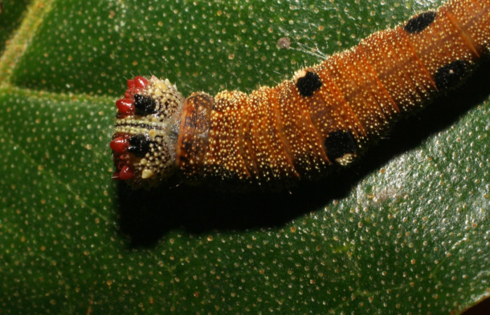 Figura 4. Larva <i>Memphis centralis</i> (Nymphalidae), posición dorsal cabeza tórax, con manchas negras que resaltan y protuberancias rojas, último estadio, mide 26 mm aproximadamente. Planta hospedera <i>Croton schiedeanus</i> (Euphorbiaceae). Voucher: 06-SRNP-2960-DHJ410428.jpg.