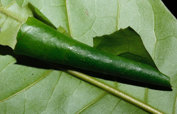 Figura 5. Casa <i>Memphis centralis</i> (Nymphalidae), color verde, en su estado natunal hace su casa en posición vertical, mide 20 mm aproximadamente. Planta hospedera <i>Croton schiedeanus</i> (Euphorbiaceae). Voucher: 16-SRNP-27048-DHJ730727.jpg.