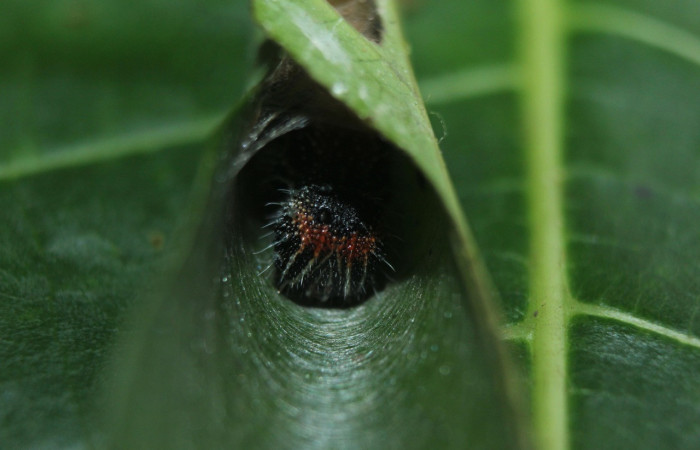 Figura 6. Casa <i>Memphis orthesia</i> (Nymphalidae), color verde, en su estado natunal hace su casa en posición frotal, mide 20 mm aproximadamente. Planta hospedera <i>Ocotea cernua</i> (Lauraceae). Voucher: 16-SRNP-71266-DHJ733282.jpg.