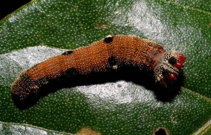Figura 7. Larva <i>Memphis centralis</i> (Nymphalidae), posición dorsal entero, color café con 6 manchas  que sobresalen en todo su cuerpo, último estadio, mide 26 mm aproximadamente. Planta hospedera <i>Croton schiedeanus</i> (Euphorbiaceae). Voucher: 06-SRNP-2960-DHJ410432.jpg.