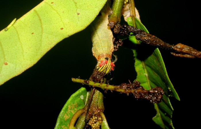Figura 8. Larva <i>Memphis centralis</i> (Nymphalidae), posición frontal, color verde amarilento con muchos puntos blancos,, cuarto estadio, mide 35 mm aproximadamente. Planta hospedera <i>Croton schiedeanus</i> (Euphorbiaceae). Voucher: 07-SRNP-1357-DHJ419582.jpg.