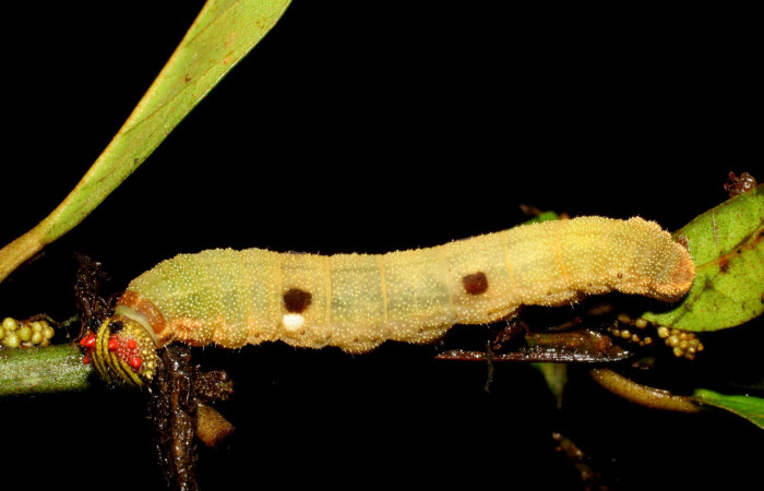 Figura 9. Larva <i>Memphis centralis</i> (Nymphalidae), posición lateral, color amarillento con manchas café claro, PU estadio, mide 35 mm aproximadamente. Planta hospedera <i>Croton schiedeanus</i> (Euphorbiaceae). Voucher: 07-SRNP-1357-DHJ419578.jpg.