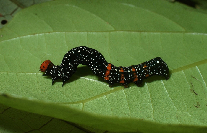 Figura 10. <i>Gonodonta</i> sinaldusDHJ01 (Erebidae). Último estadio, parte lateral. Voucher: 03-SRNP-23416-DHJ78998.jpg.