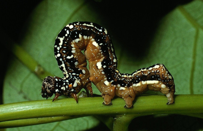 Figura 1.<i>Gonodonta sinaldus</i> (Erebidae). Penúltimo estadio, parte lateral. Voucher: 03-SRNP-5759-DHJ73858.jpg.