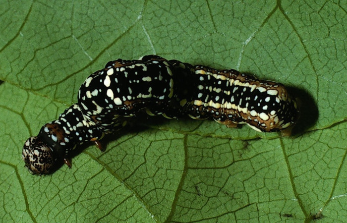 Figura 6. <i>Gonodonta sinaldus</i> (Erebidae). Ultimo estadio, parte dorsal. Voucher: 03-SRNP-5759-DHJ73863.jpg.