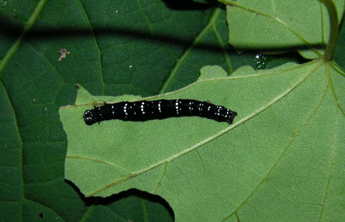 Figura 8. <i>Gonodonta</i> sinaldusDHJ01 (Erebidae). PPU estadio, parte dorsal. Voucher: 05-SRNP-32621-DHJ404757.jpg.