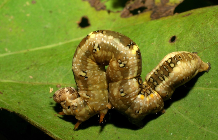 Figura 15. <i>Gonodonta</i>[sinaldusDHJ13 (Erebidae). Ultimo estadio, parte lateral. Voucher: 06-SRNP-3907-DHJ410600.jpg.