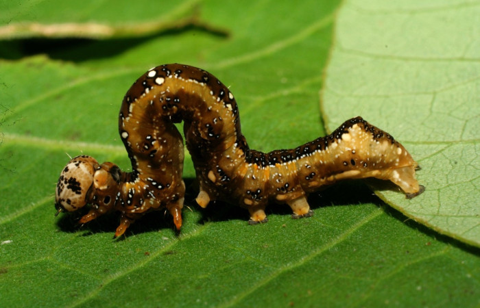 Figura 13. <i>Gonodonta</i> sinaldusDHJ13 (Erebidae). Ultimo estadio, parte lateral. Voucher: 07-SRNP-33204-DHJ430156.jpg.