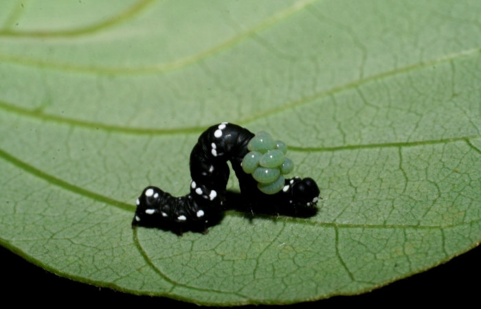 Figura 16. <i>Gonodonta sinaldus</i> (Erebidae) parasitada por  microavispas Euplectrus johnnoyesi (Eulophidae). Voucher: 07-SRNP-33766-DHJ430954.jpg.