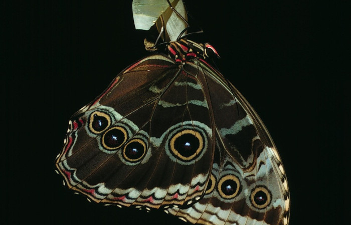Figura 25. Mariposa <i>Morpho</i> helenor (Nymphalidae), emergiendo de la pupa. Voucher: 03-SRNP-3501-DHJ72445.jpg.
