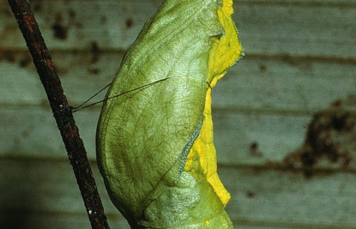 Figura 23. Pupa de mariposa diurna <i>Parides zestos</i> (Papillionidae), adherida al sustrato con un cinturón de seda. Voucher: 03-SRNP-6082-DHJ74099.jpg.