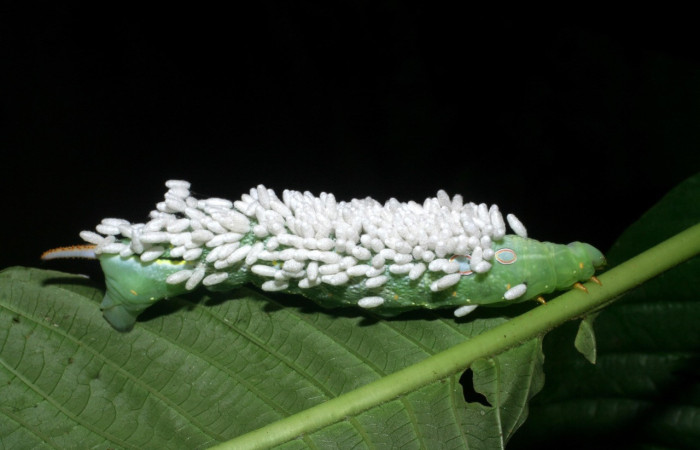 Figura 39. Larva <i>Xylophanes chiron</i> (Sphingidae), viva con capullos de avispas sobre su cuerpo. Voucher: 08-SRNP-6016-DHJ445019.jpg.