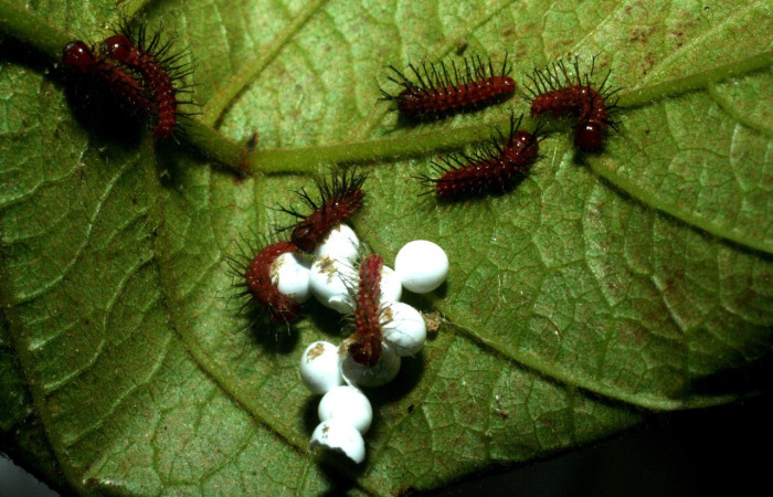 Figura 19. Larvitas de la especie <i>Periphoba arcaei</i> (Saturniidae) alimentándose del corion o cascaras de huevos, instantes después de la eclosión. Voucher:  09-SRNP-14227-DHJ456354.jpg.