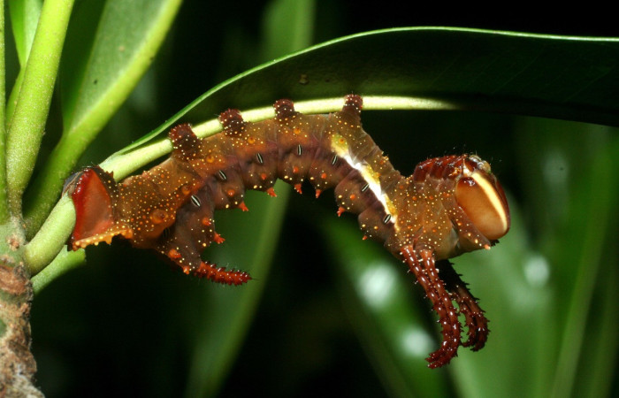 Figura 20. Larva <i>Othorene intermedia</i> (Saturniidae), vista de las patas en el tórax de una oruga (tres pares), de los propodios ventrales (cuatro pares), de los propodios anales (un par). Voucher: 09-SRNP-15270-DHJ461435.jpg.