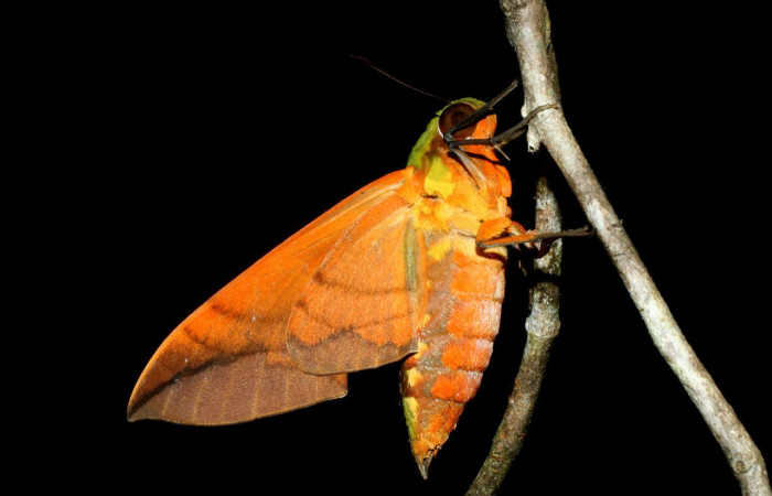 Figura 4. Adulto <i>Oryba kadeni</i> (Sphingidae), especie en cuyo cuerpo se distingue claramente las tres partes que lo conforman: cabeza (ojos y antenas), tórax (anaranjado, alas y patas) y abdomen (parte alargada con superficie inferior anaranjada). Voucher: 09-SRNP-31386-DHJ455037.jpg.