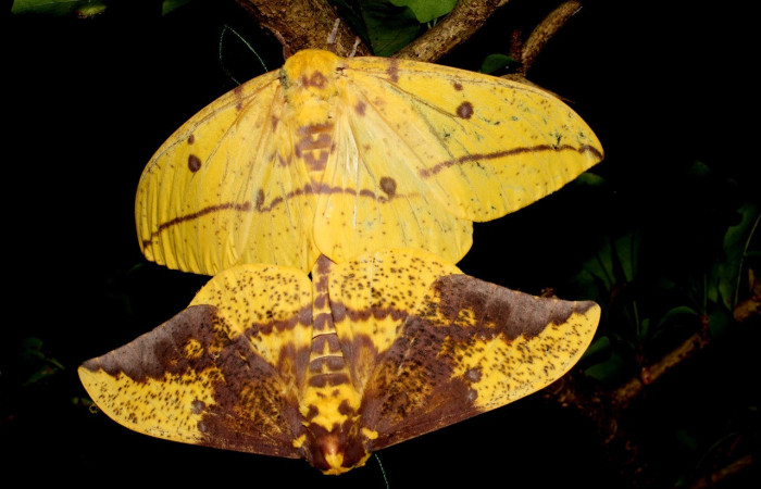 Figura 13. Reproducción o cópula de mariposas <i>Eacles</i> imperialisDHJ02 (Saturniidae). Voucher: 11-SRNP-13337.15-DHJ494153.jpg.