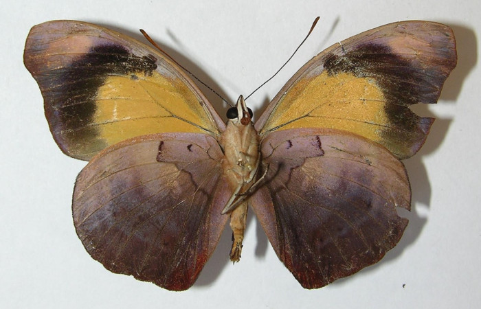 Figura 36. Mariposa <i>Catonephele esite</i> (Nymphalidae), vista ventral, de sus alas con colores opacos. Voucher: 11-SRNP-70739-DHJ543565.jpg.