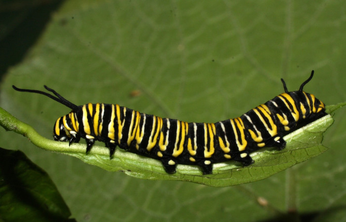 Figura 30. Larva <i>Danaus plexippus</i> (Nymphalidae), alimentándose de Asclepias curassavica (Asclepiadaceae), la cual contiene sustancias tóxicas que la larva ingiere, asimila y almacena en su cuerpo, volviéndola tóxica para sus depredadores. Voucher: 13-SRNP-22024-DHJ493732.jpg.