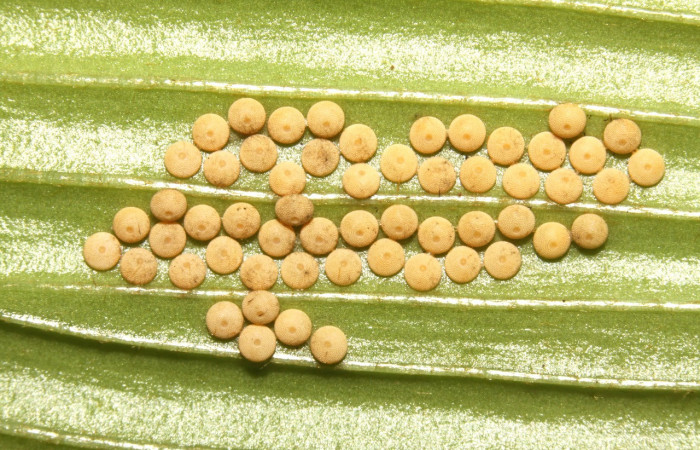 Figura 17. Huevos ordenados en forma gregaria, pertenecientes a <i>Eumaeus godartii</i> (Lycaenidae). Voucher: 13-SRNP-31405-DHJ701614.jpg.