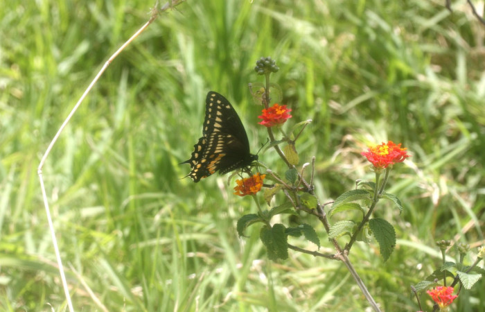 Figura 26. Mariposa <i>Papilio stabilis</i> (Papillionidae), alimentandose de líquidos como el néctar de las flores. Voucher: 13-SRNP-35221-DHJ490284.jpg.