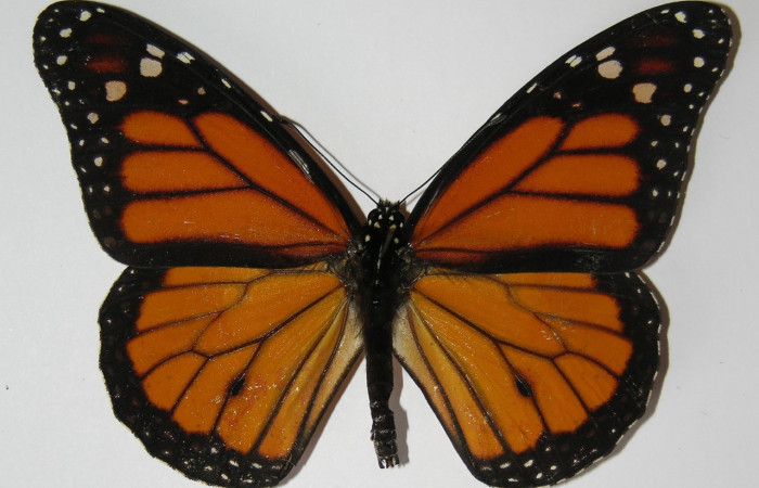 Figura 12. Dimorfismo sexual en una mariposa <i>Danaus plexippus</i> (Nymphalidae), macho con un
punto negro en las alas posteriores. Voucher: 13-SRNP-69235-DHJ570132.jpg.