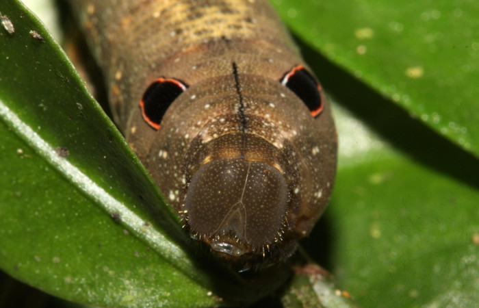 Figura 32. Larva <i>Xylophanes cyrene</i> (Sphingidae), presentando simulación de ojos grandes que le sirven para ahuyentar a sus depredadores. Voucher: 14-SRNP-30133-DHJ720462.jpg.