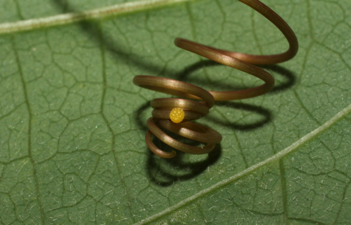 Figura 16. Huevo en forma redonda que ovipositó una mariposa <i>Heliconius galanthus</i> (Nymphalidae). Voucher: 14-SRNP-35406-DHJ490799.jpg.
