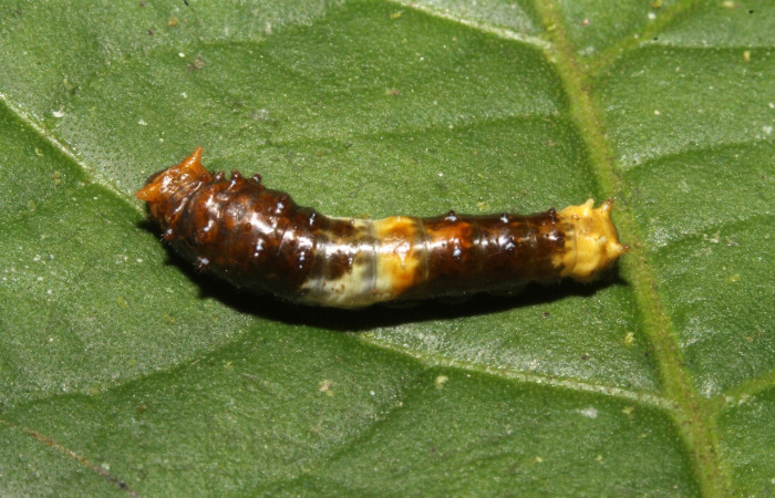 Figura 31. Larva de la especie <i>Heraclides autocles</i> (Papillionidae), representando aspecto de excremento de ave, lo cual le sirve para camuflarse y no ser detectada por sus depredadores. Voucher: 14-SRNP-43933-DHJ724145.jpg.