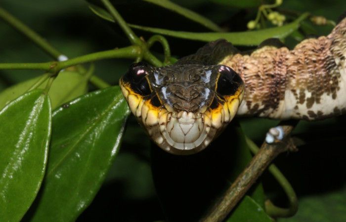 Figura 33. Larva <i>Hemeroplanes triptolemus</i> (Sphingidae), presentando simulación de una serpiente cuando se le molesta o perturba, estrategia para intimidar a sus depredadores. Voucher: 16-SRNP-31705-DHJ735592.jpg.