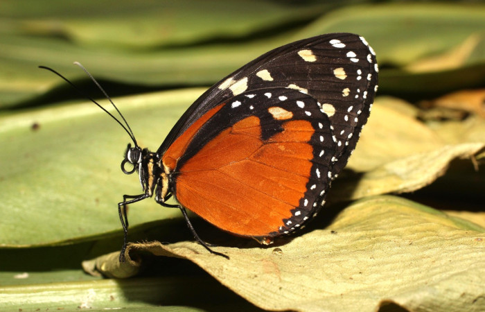 Figura 7. Espiritrompa en reposo y enrollada en espiral en una mariposa diurna <i>Tithorea pinthias</i> (Nymphalidae). Voucher: 18-SRNP-35306-DHJ734976.jpg